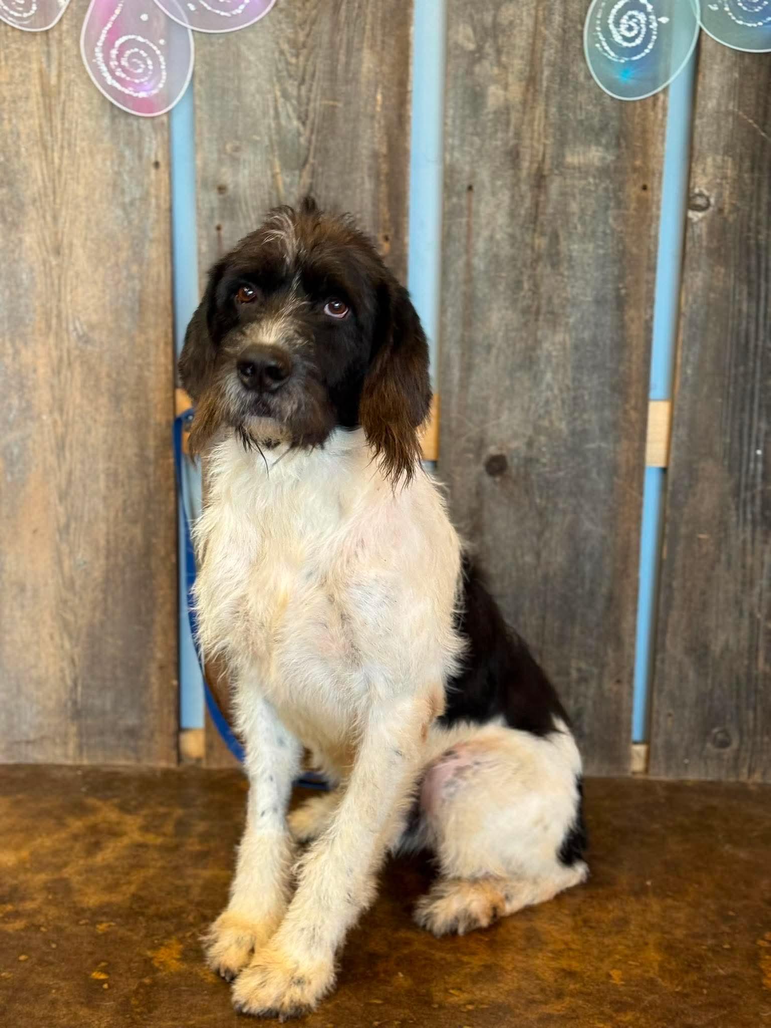 Enlarge OLIVER 425, a ADOPTABLE mixed breed in Milwaukee, WI image 2/5