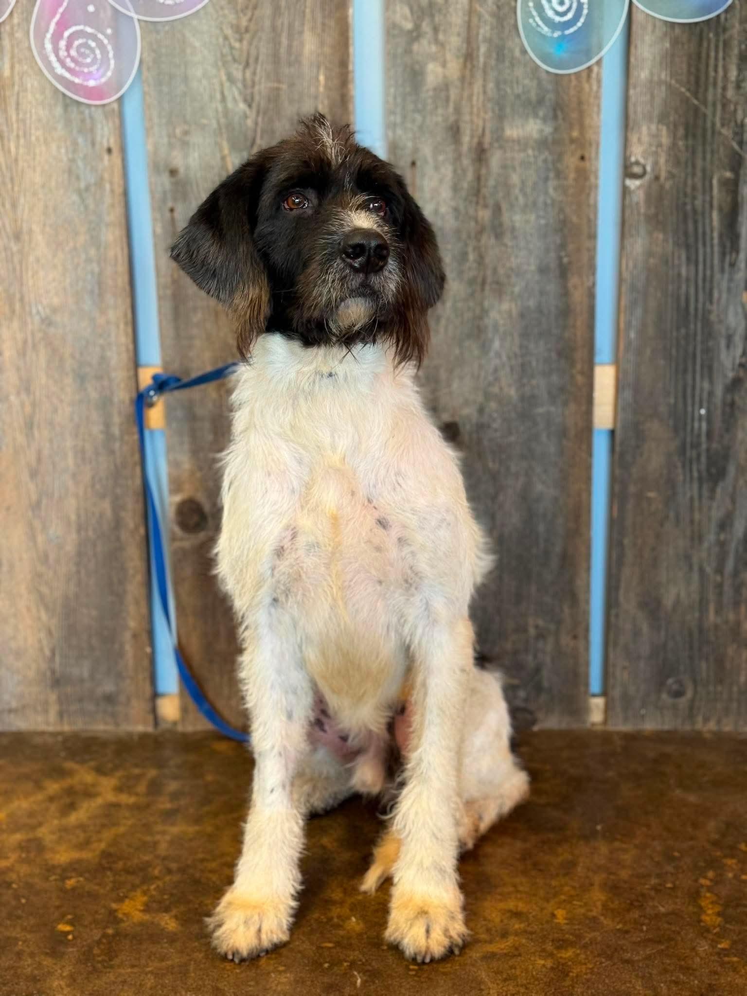 Enlarge OLIVER 425, a ADOPTABLE mixed breed in Milwaukee, WI image 4/5