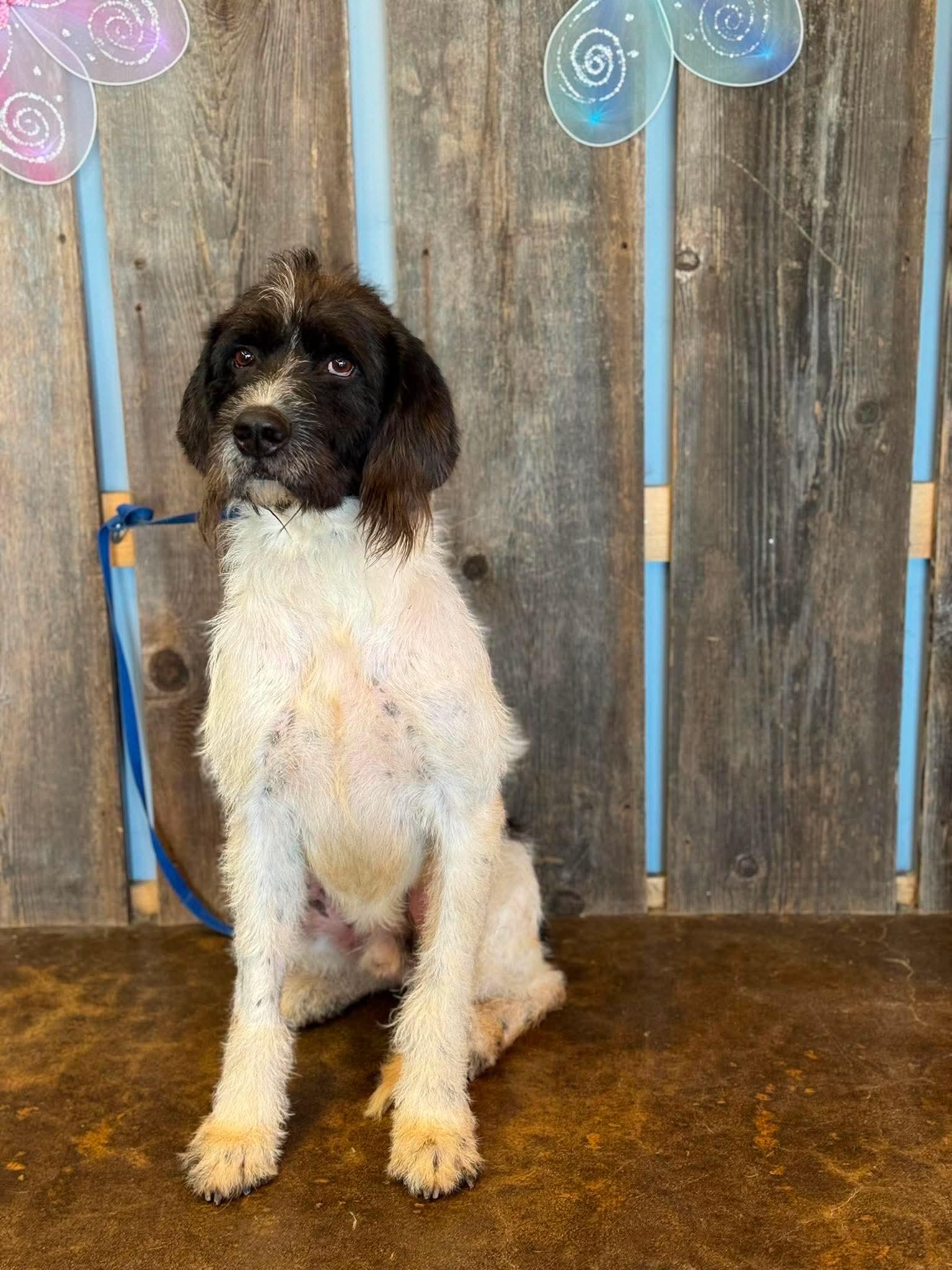 Enlarge OLIVER 425, a ADOPTABLE mixed breed in Milwaukee, WI image 3/5