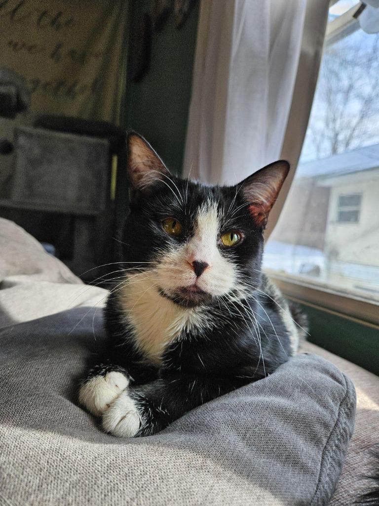 Enlarge Bean, a Adoptable Calico in LIberty, NY image 1/1