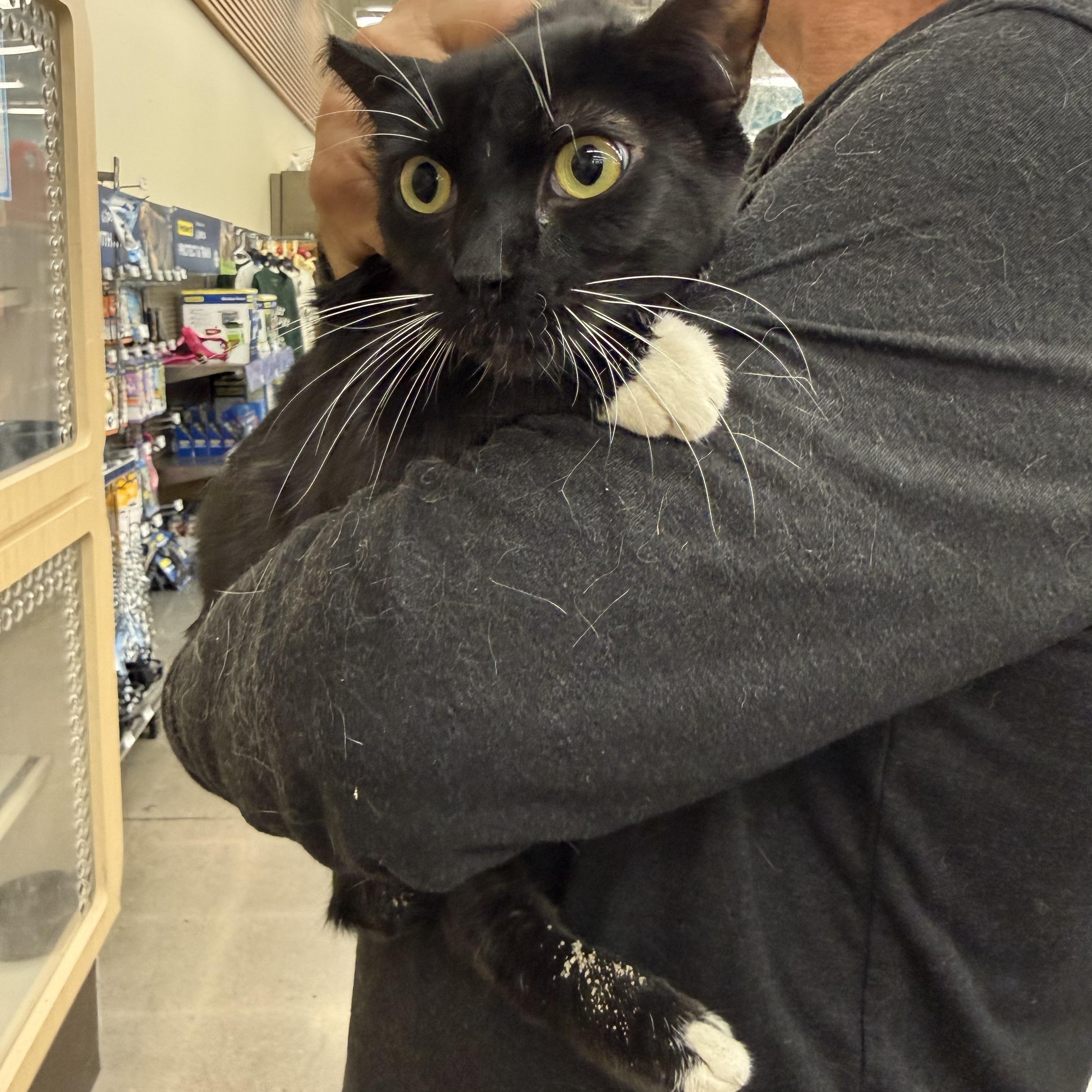 Mercury, a ADOPTABLE Tuxedo in Las Vegas, NV image 2/3