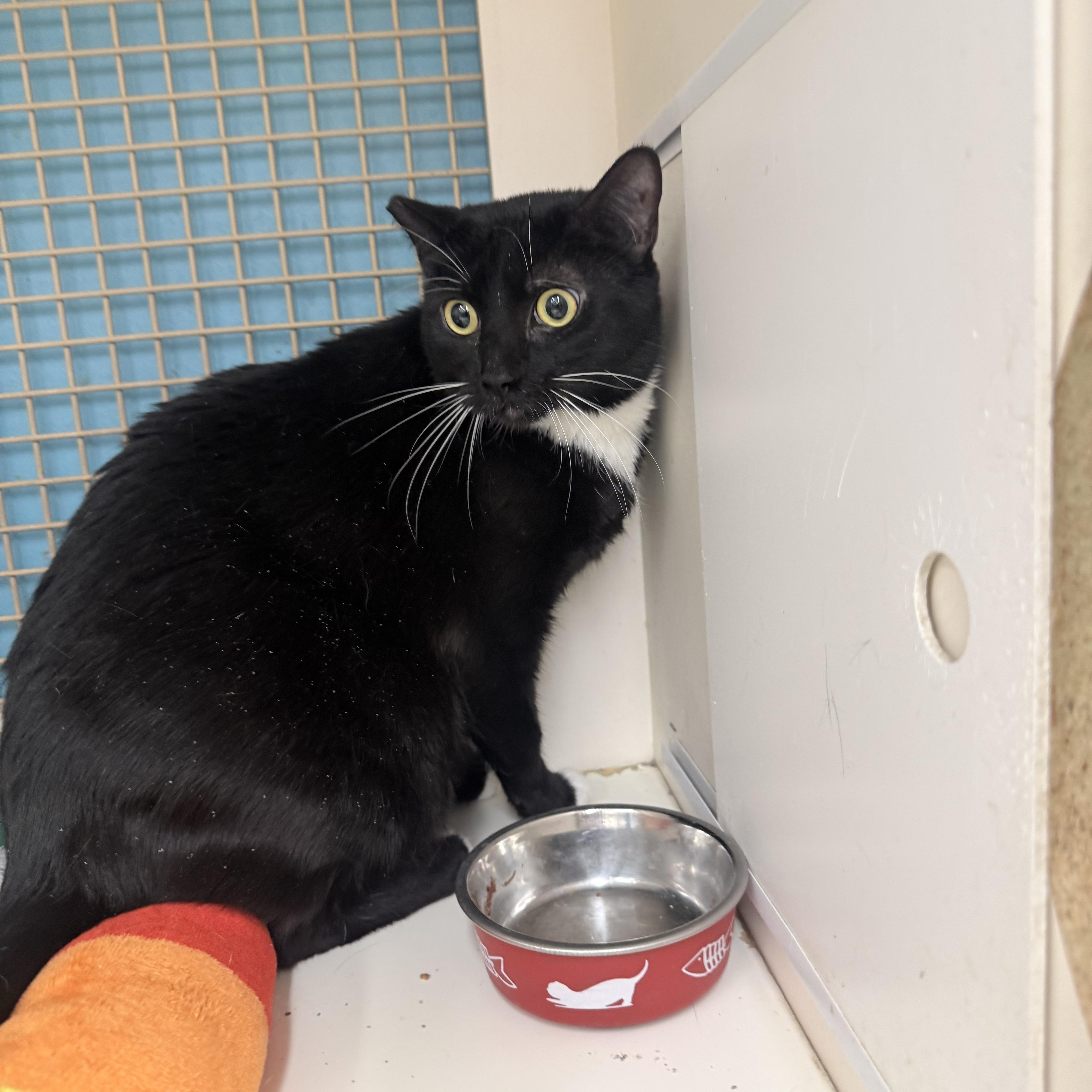 Mercury, a ADOPTABLE Tuxedo in Las Vegas, NV image 3/3
