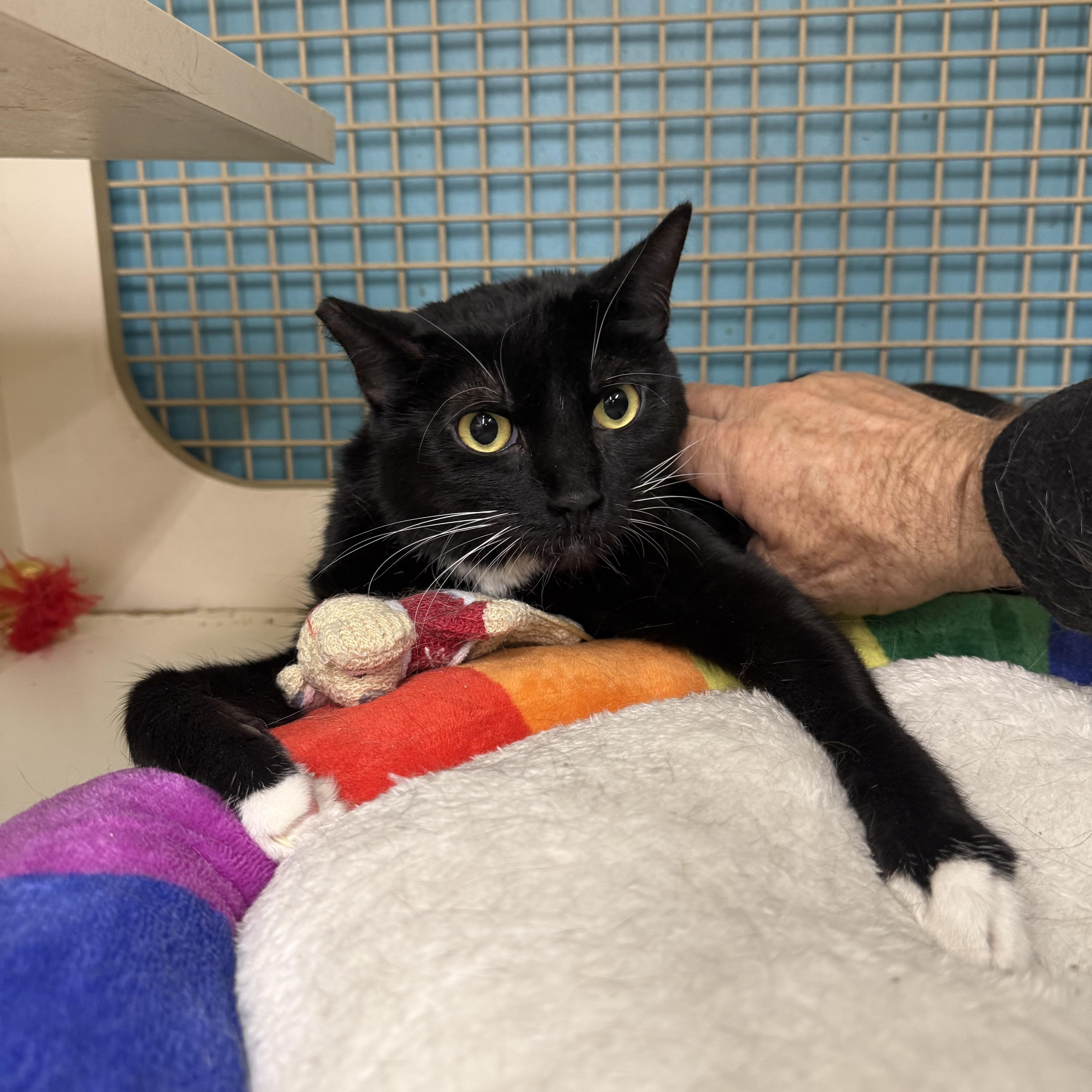 Mercury, a ADOPTABLE Tuxedo in Las Vegas, NV image 1/3