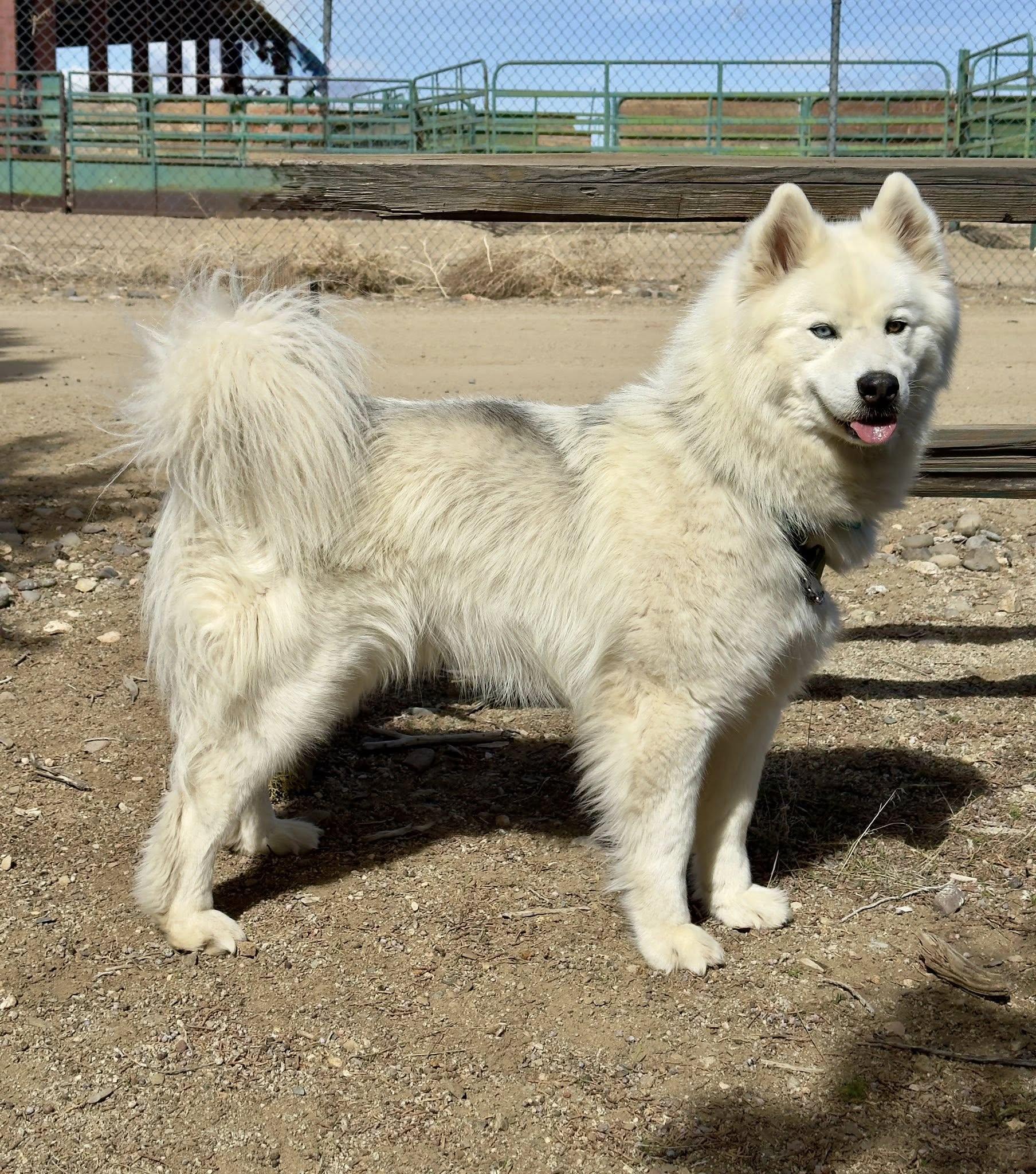 Enlarge BomBom, a ADOPTABLE Husky in Gardnerville, NV image 1/1