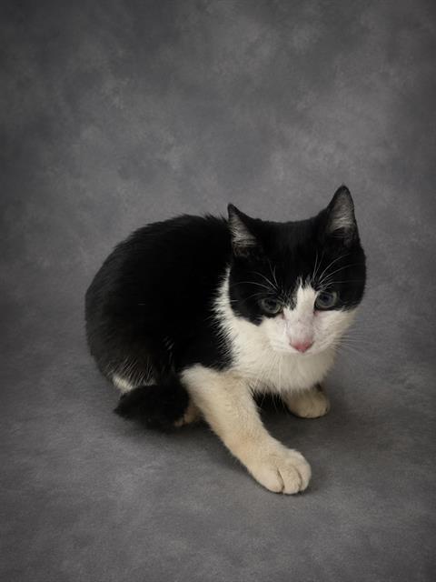 FIZZY, Adoptable, Young Male Domestic Short Hair.