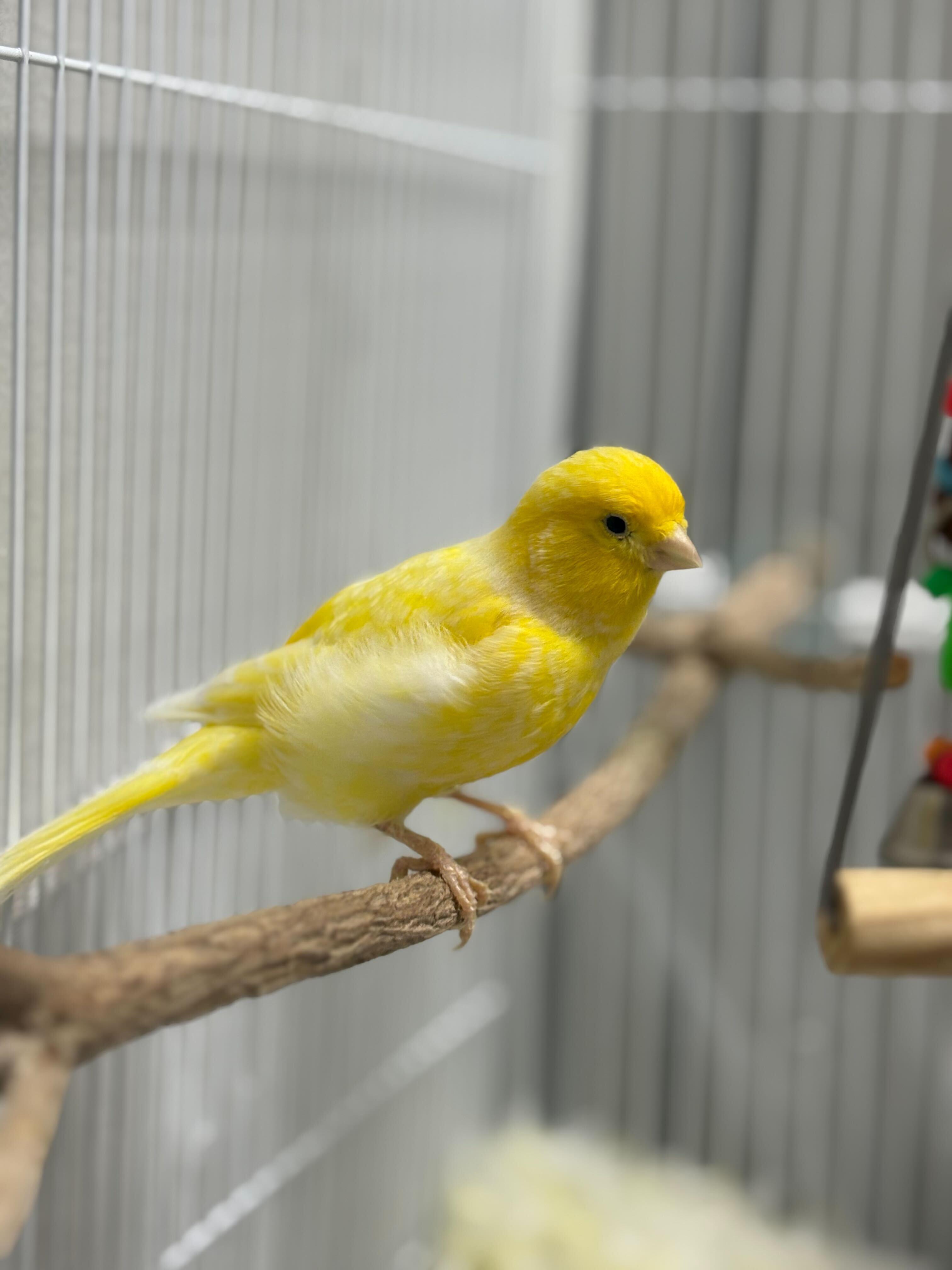 Fonsi, Young Male Parakeet (Other)