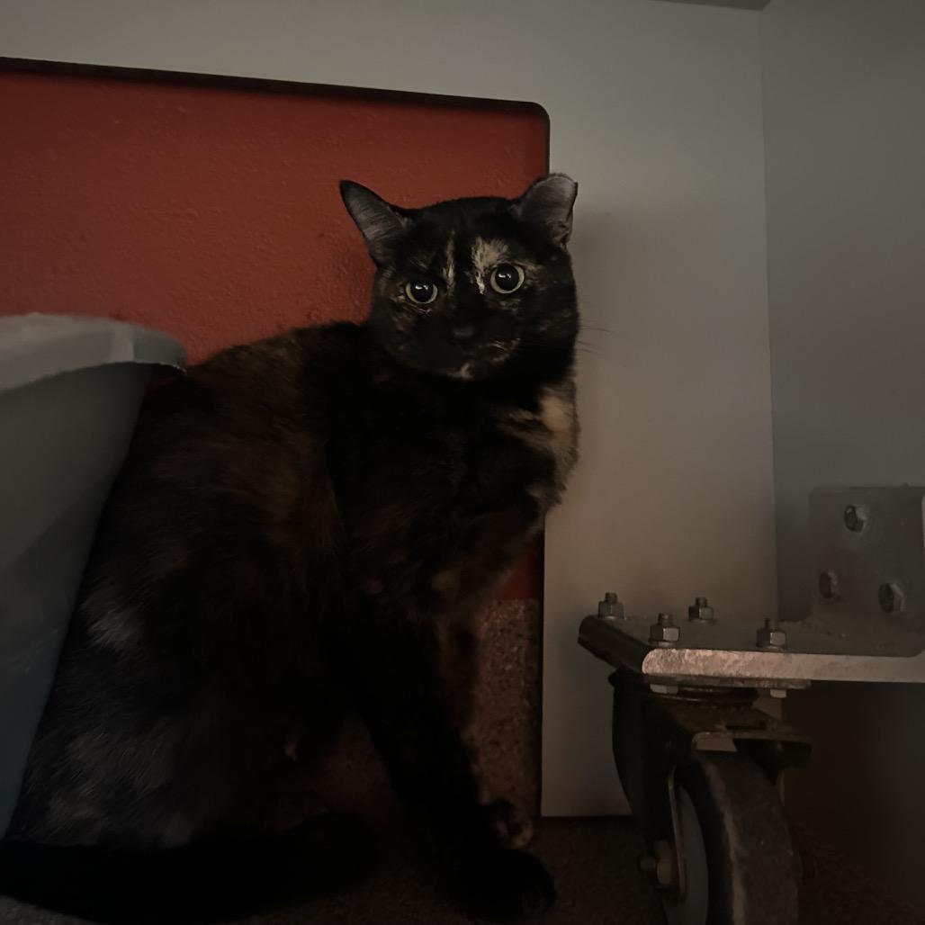 Enlarge Bella Donna, a Adoptable Domestic Short Hair in Sarasota, FL image 1/3