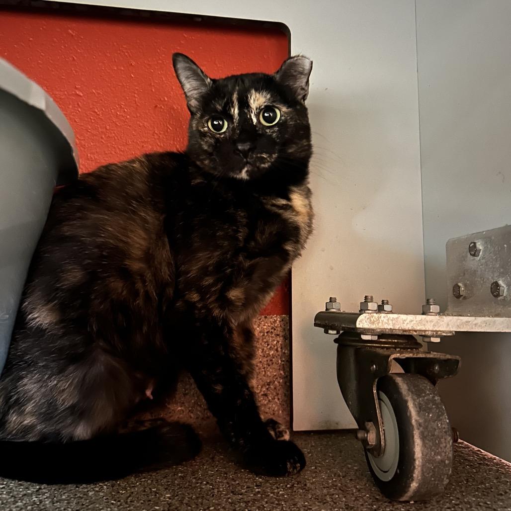 Bella Donna, a Adoptable Domestic Short Hair in Sarasota, FL image 2/3