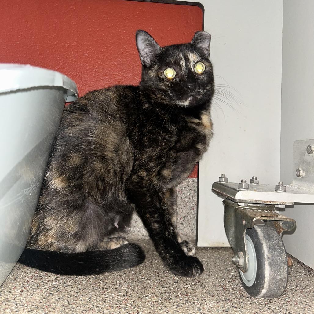 Bella Donna, a Adoptable Domestic Short Hair in Sarasota, FL image 3/3