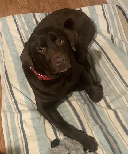 Jasmine #18, ADOPTABLE, Adult Female Chocolate Labrador Retriever.