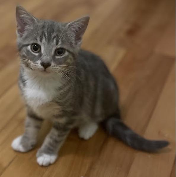 Suzuka, ADOPTABLE, Kitten Female Domestic Short Hair.