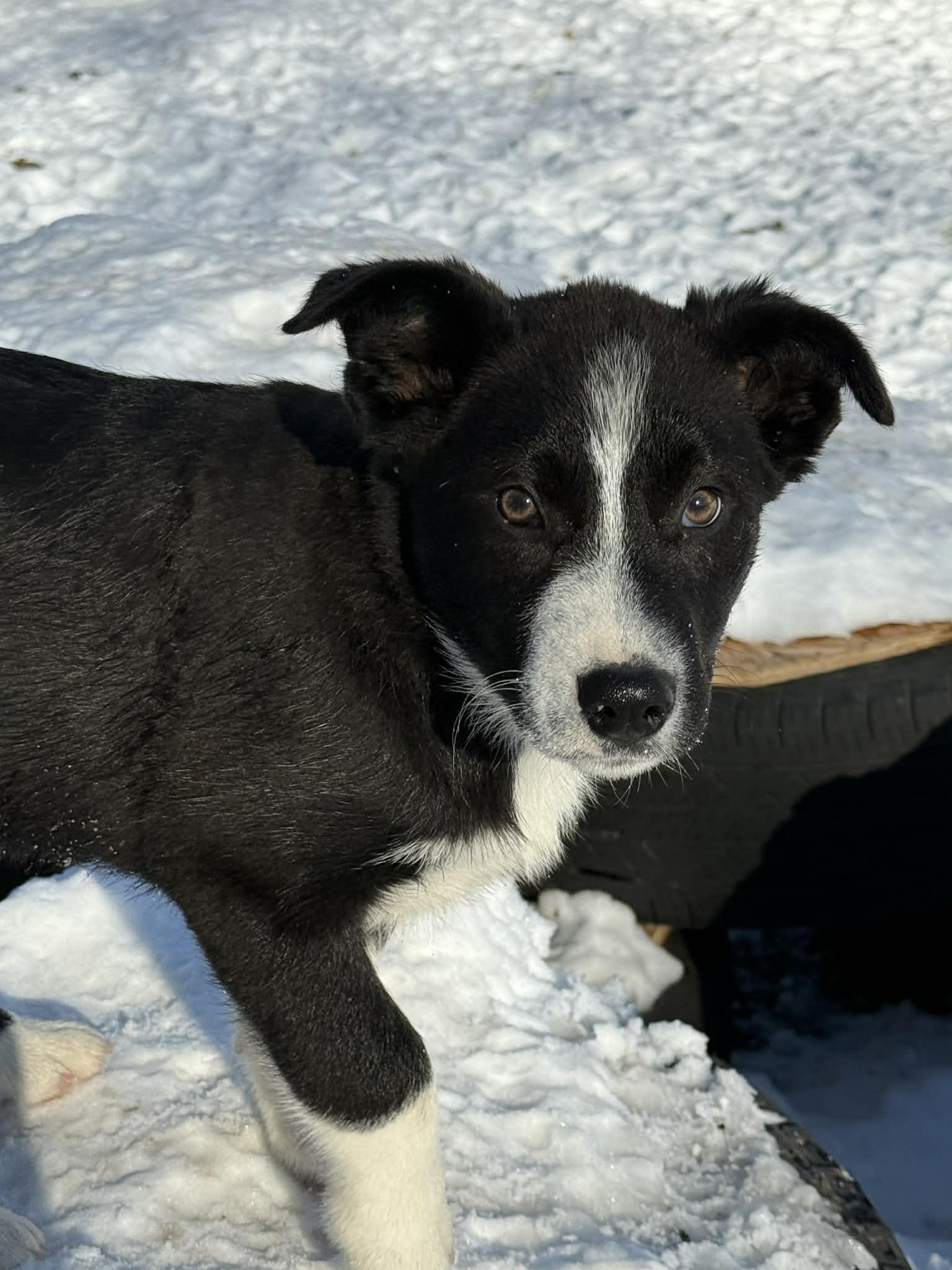 Nicholas , ADOPTABLE, Puppy Male Australian Shepherd.