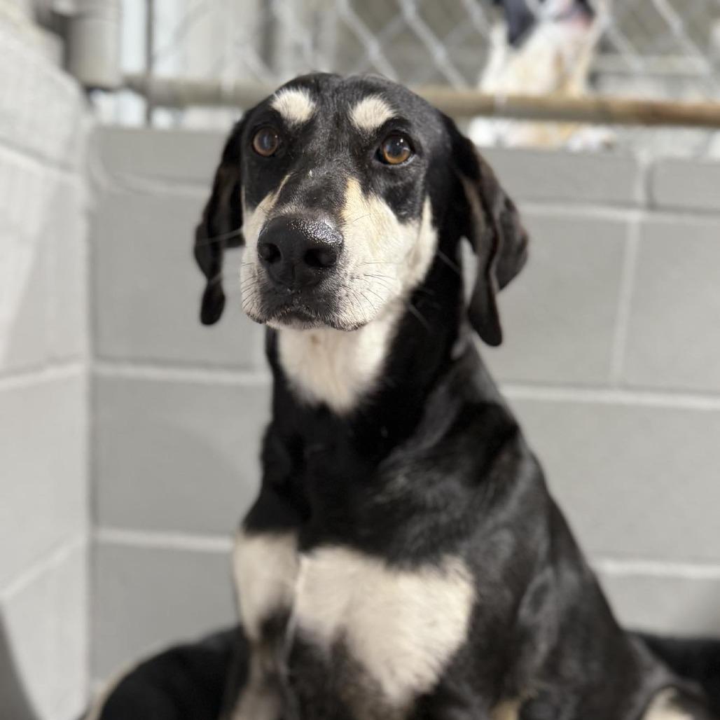 Enlarge Ruthie Baby 050101, a Adoptable mixed breed in Amory, MS image 1/2