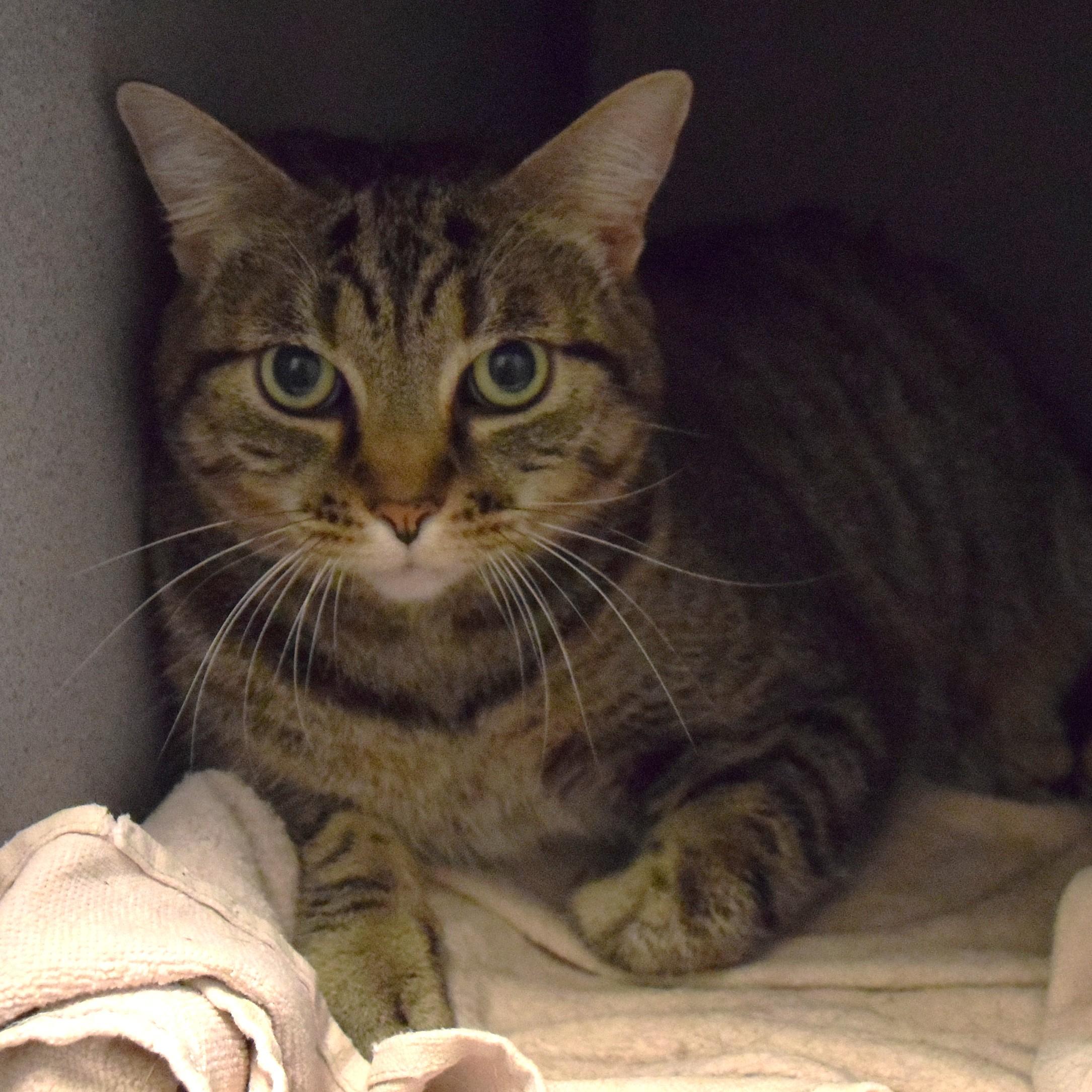 22300, Adopted, Adult Female Domestic Short Hair.