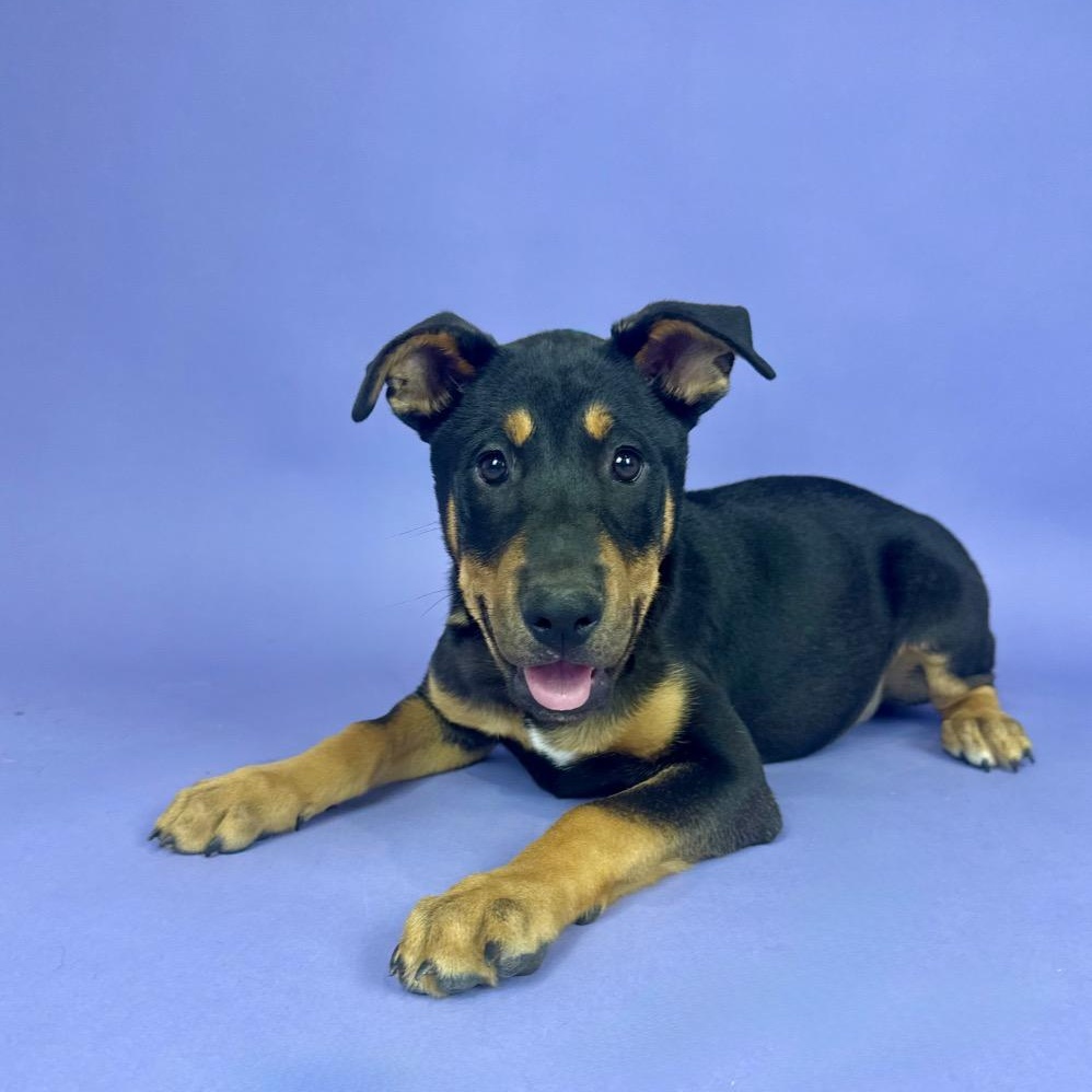 Enlarge Padre, a Adoptable mixed breed in Bellevue, WA image 2/3