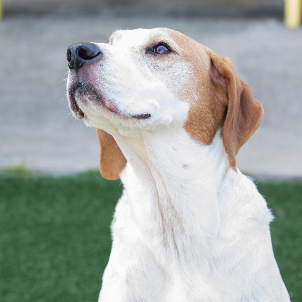 Enlarge Wren, a Adoptable mixed breed in Cartersville, GA image 1/4