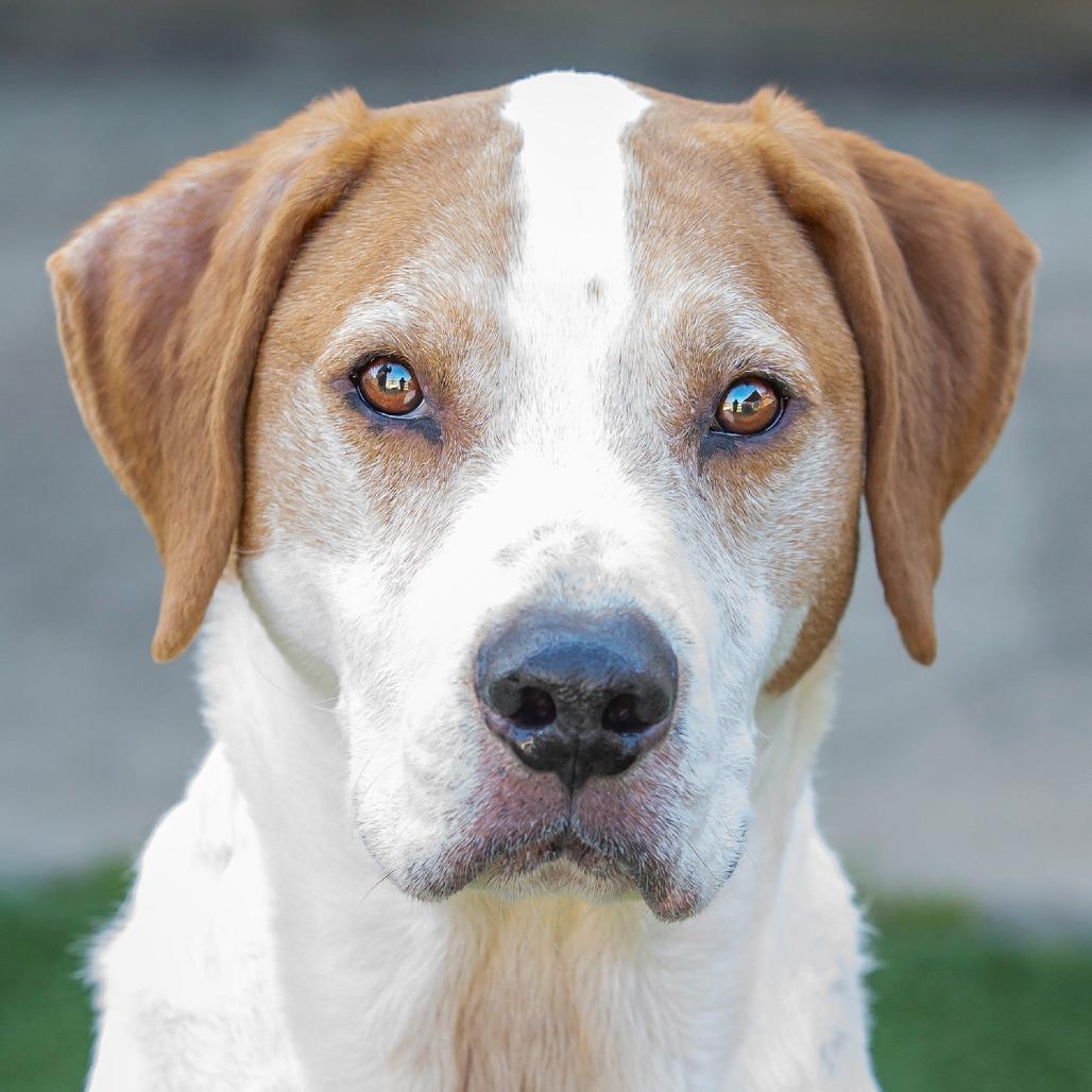 Enlarge Wren, a Adoptable mixed breed in Cartersville, GA image 2/4