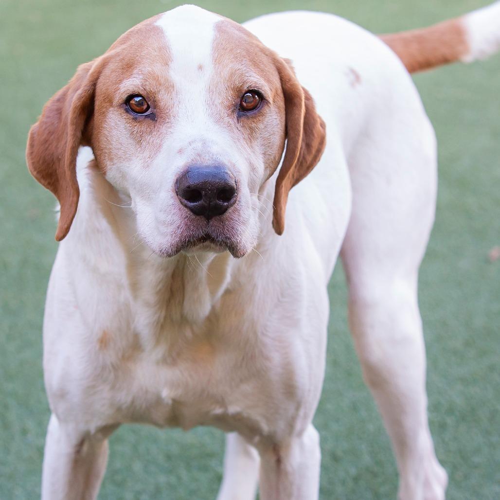 Enlarge Wren, a Adoptable mixed breed in Cartersville, GA image 3/4