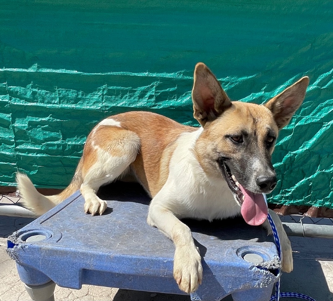 Elaine , Adoptable, Young Female Shepherd.