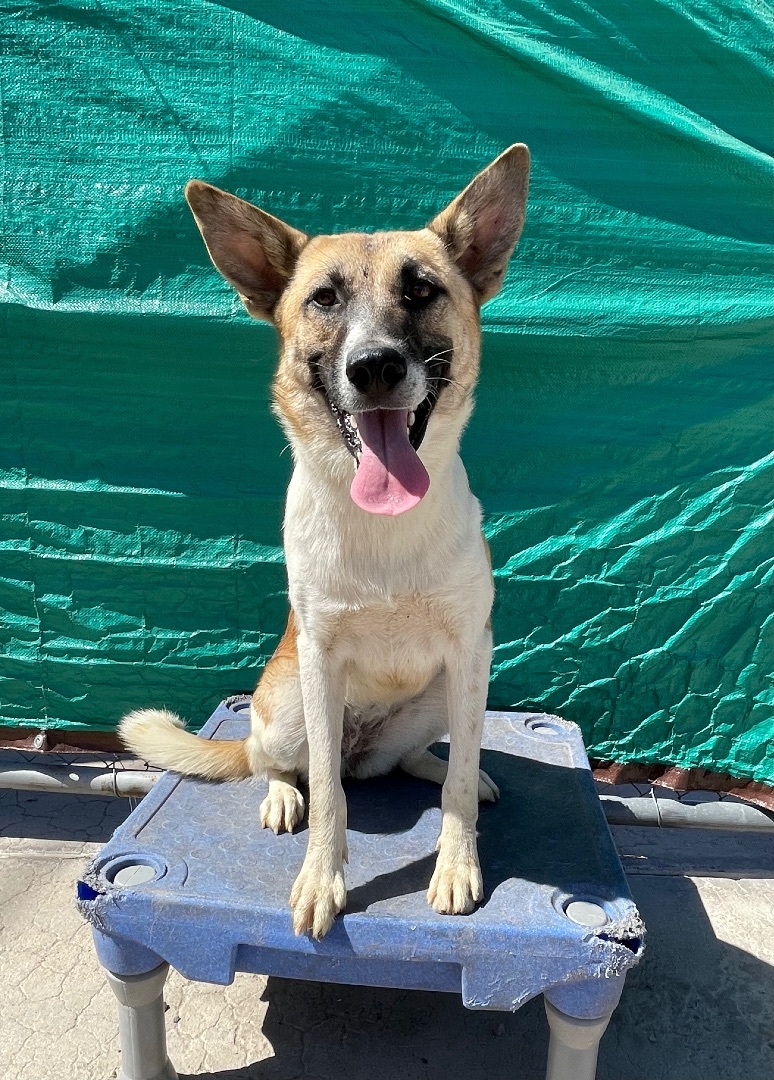 Enlarge Elaine , a Adoptable mixed breed in Phoenix, AZ image 2/2