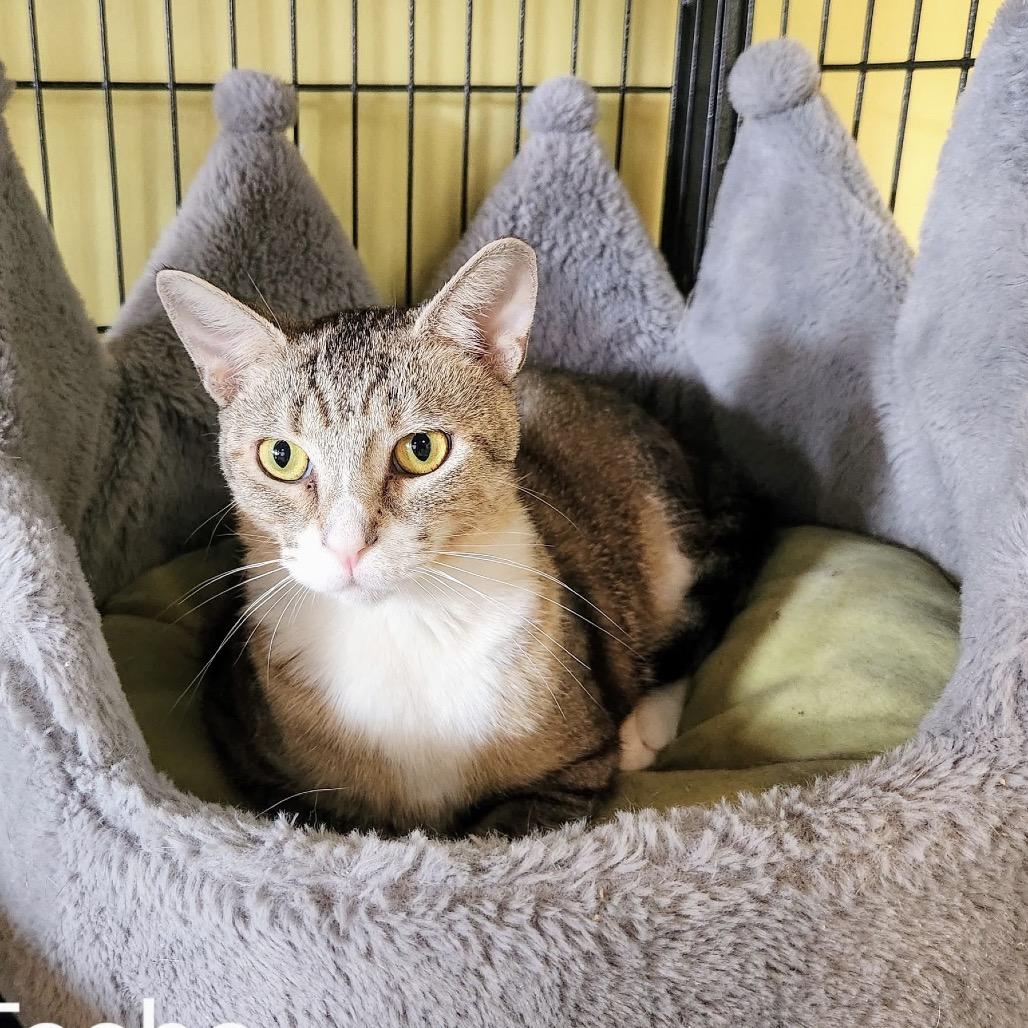 Tasha, Adoptable, Adult Female Domestic Short Hair.