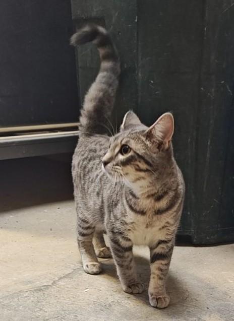 Orchid, a Adoptable Domestic Short Hair in Wahpeton, ND image 3/3