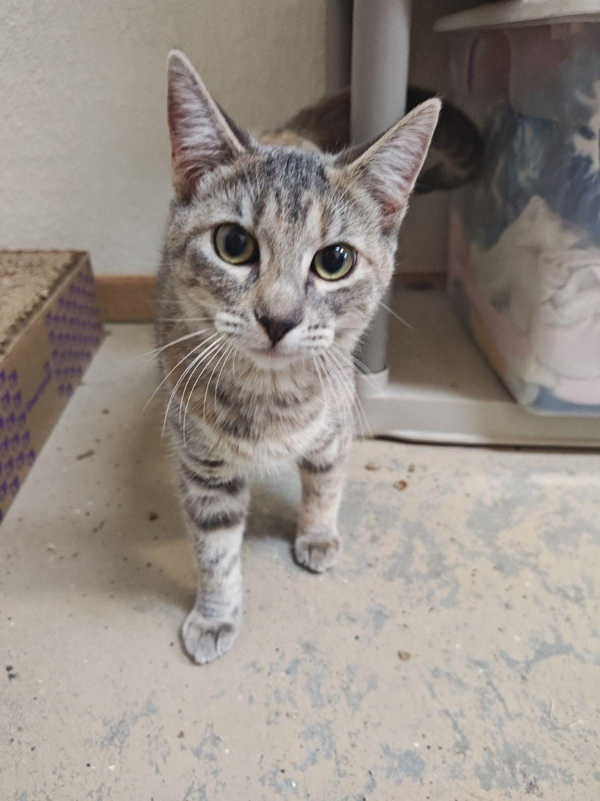 Orchid, a Adoptable Domestic Short Hair in Wahpeton, ND image 2/3
