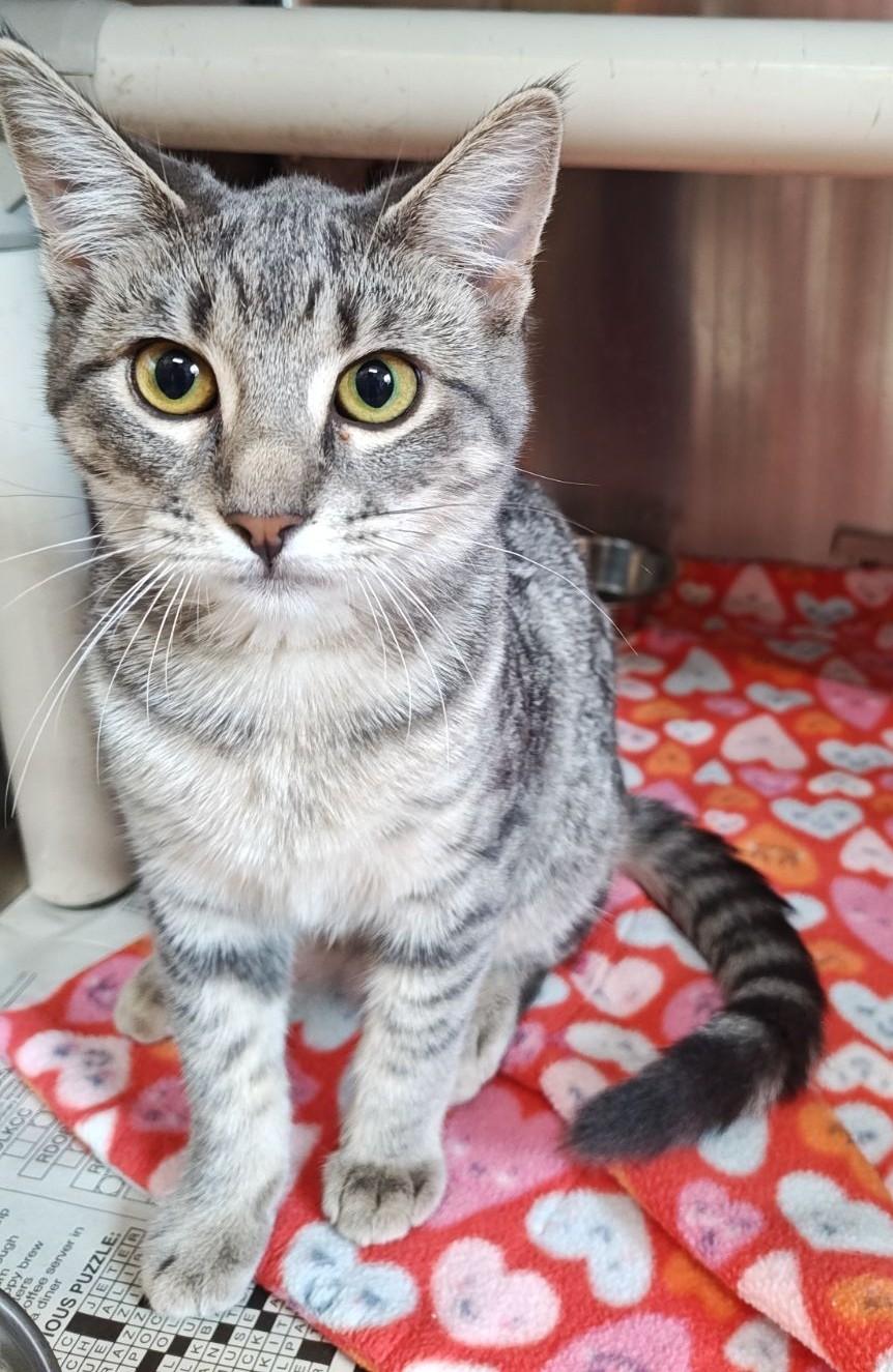 Orchid, Adoptable, Young Female Domestic Short Hair.