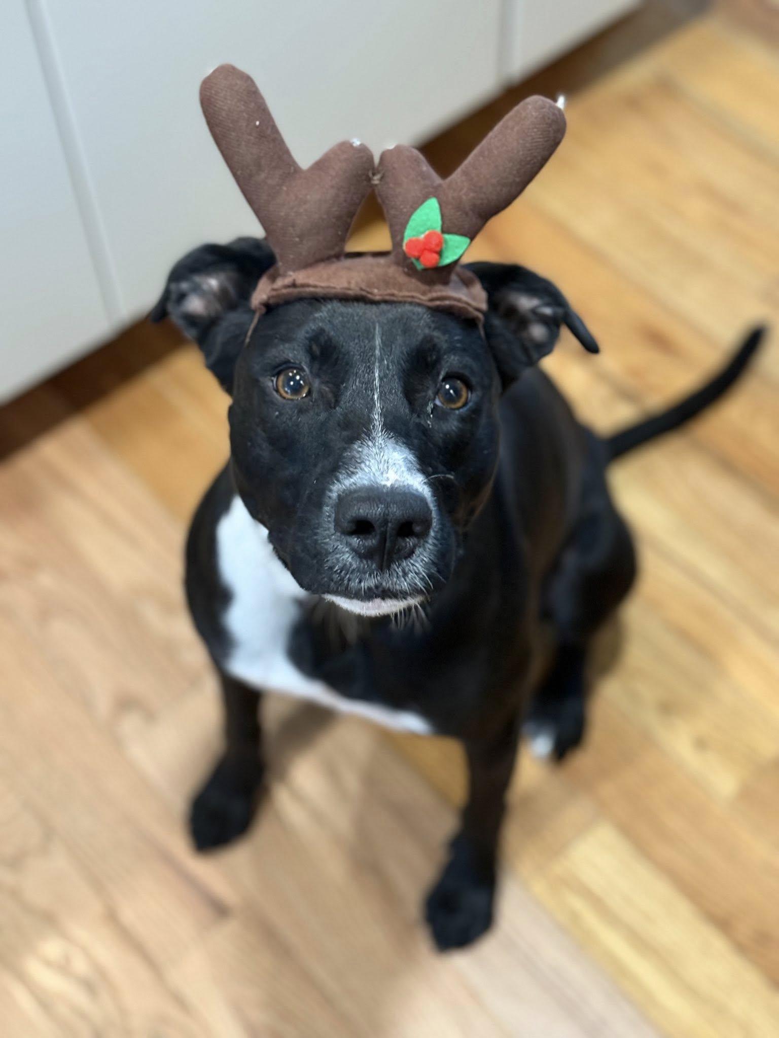 Enlarge Jello! Adoption Fee Paid! , a ADOPTABLE mixed breed in Port Huron, MI image 3/6