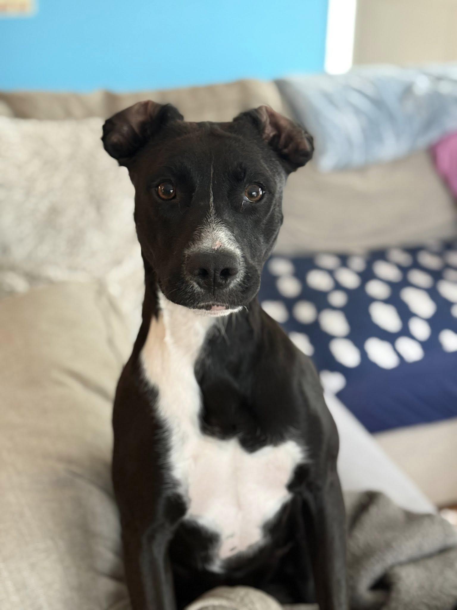 Enlarge Jello! Adoption Fee Paid! , a ADOPTABLE mixed breed in Port Huron, MI image 4/6