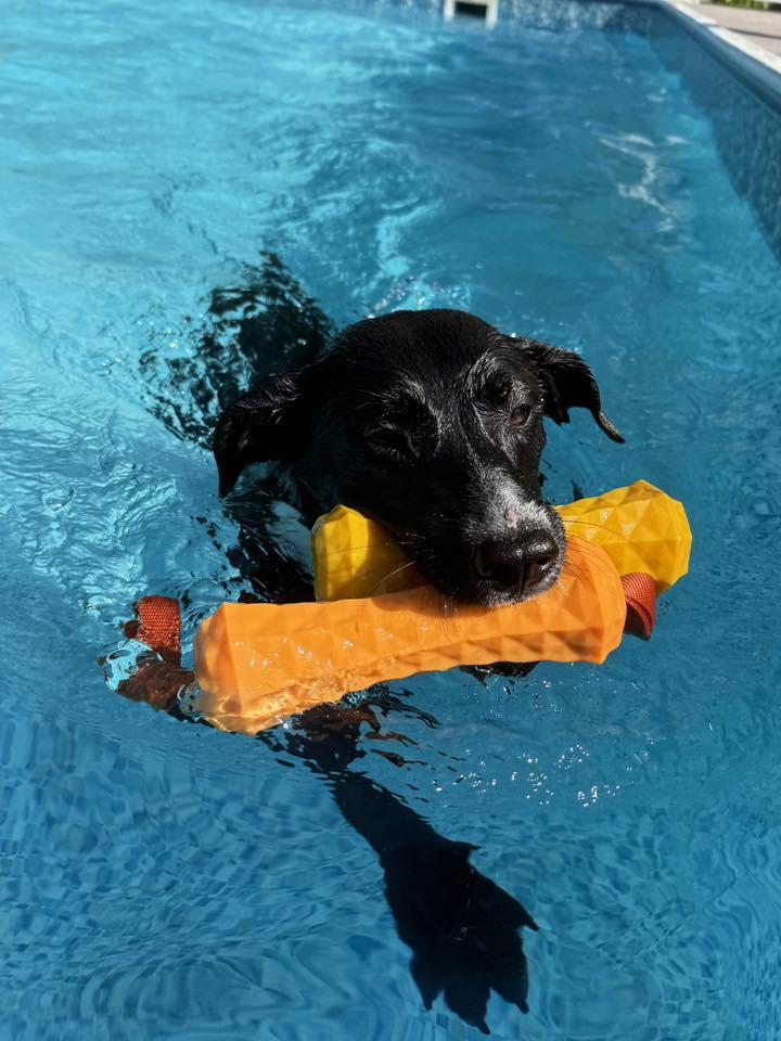 Enlarge Jello! Adoption Fee Paid! , a ADOPTABLE mixed breed in Port Huron, MI image 5/6