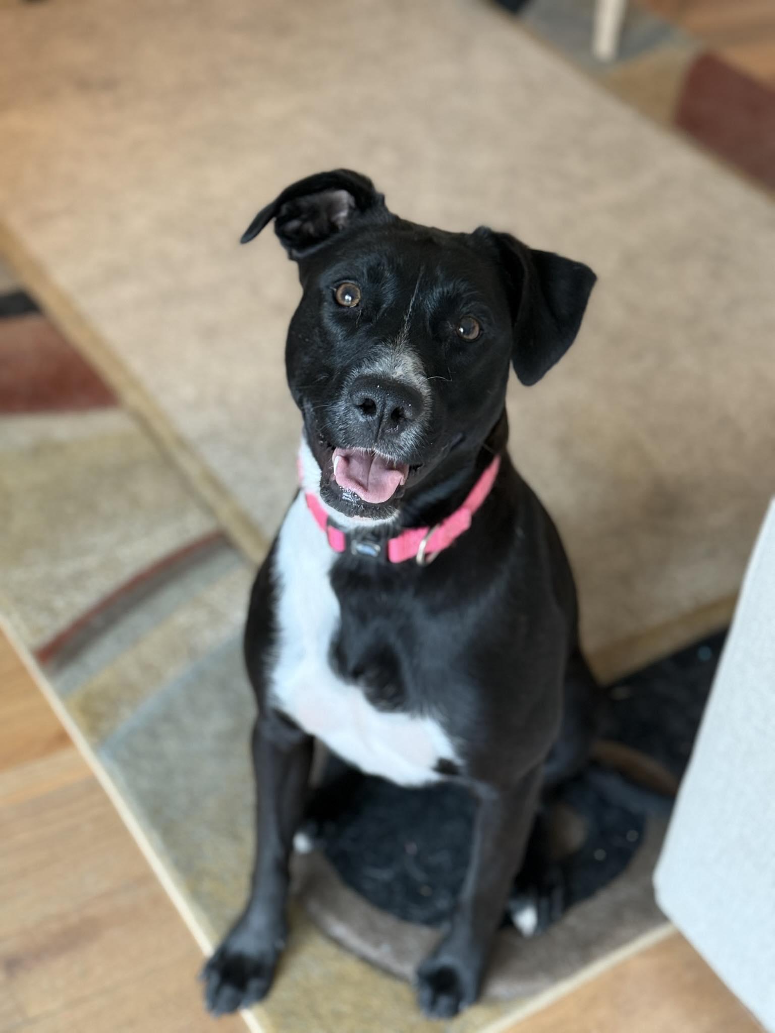 Enlarge Jello! Adoption Fee Paid! , a ADOPTABLE mixed breed in Port Huron, MI image 1/6