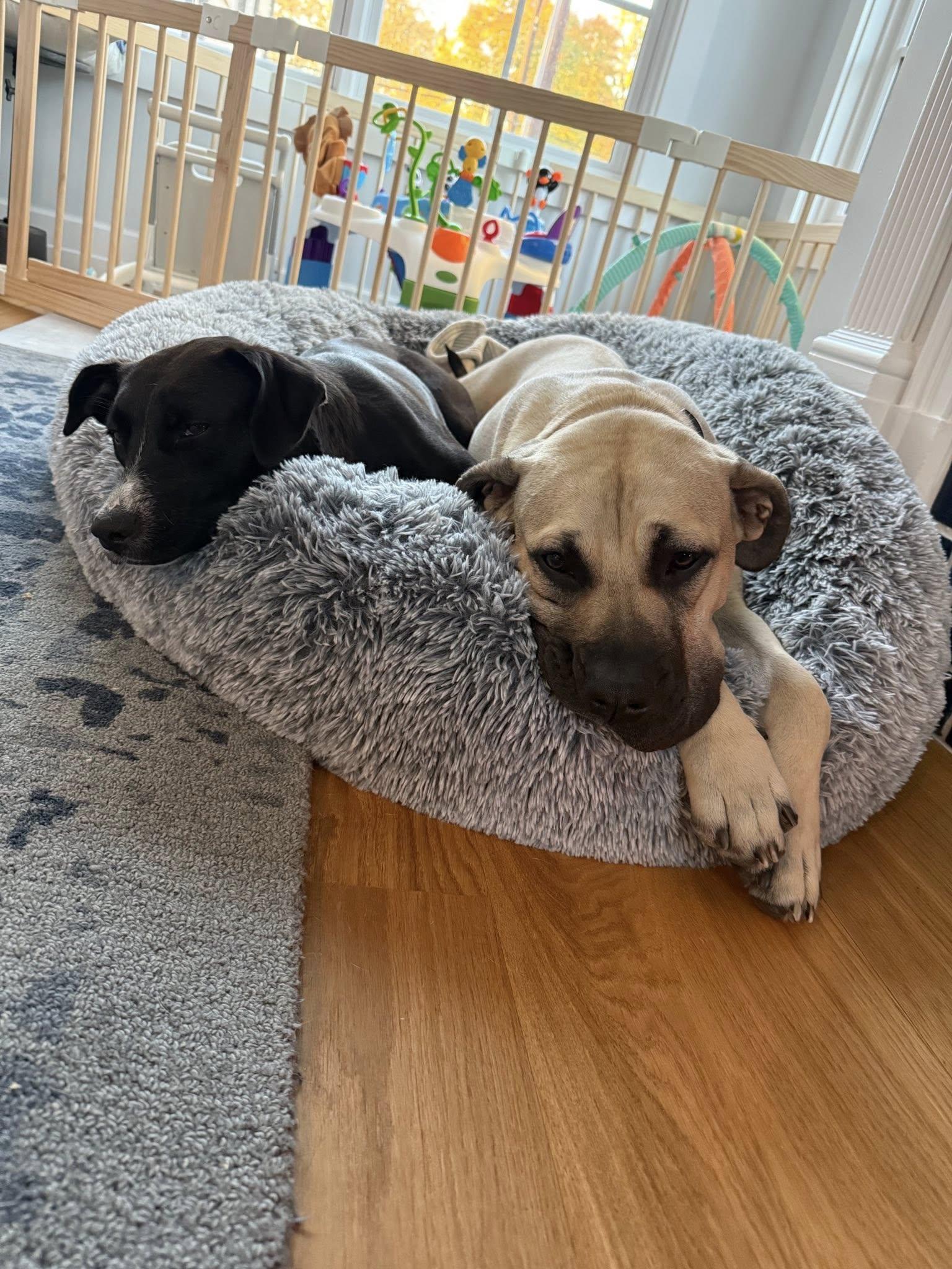 Enlarge Jello! Adoption Fee Paid! , a ADOPTABLE mixed breed in Port Huron, MI image 6/6