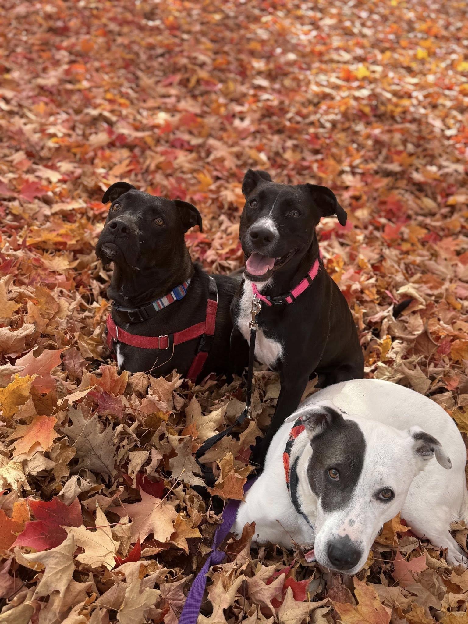 Enlarge Jello! Adoption Fee Paid! , a ADOPTABLE mixed breed in Port Huron, MI image 2/6