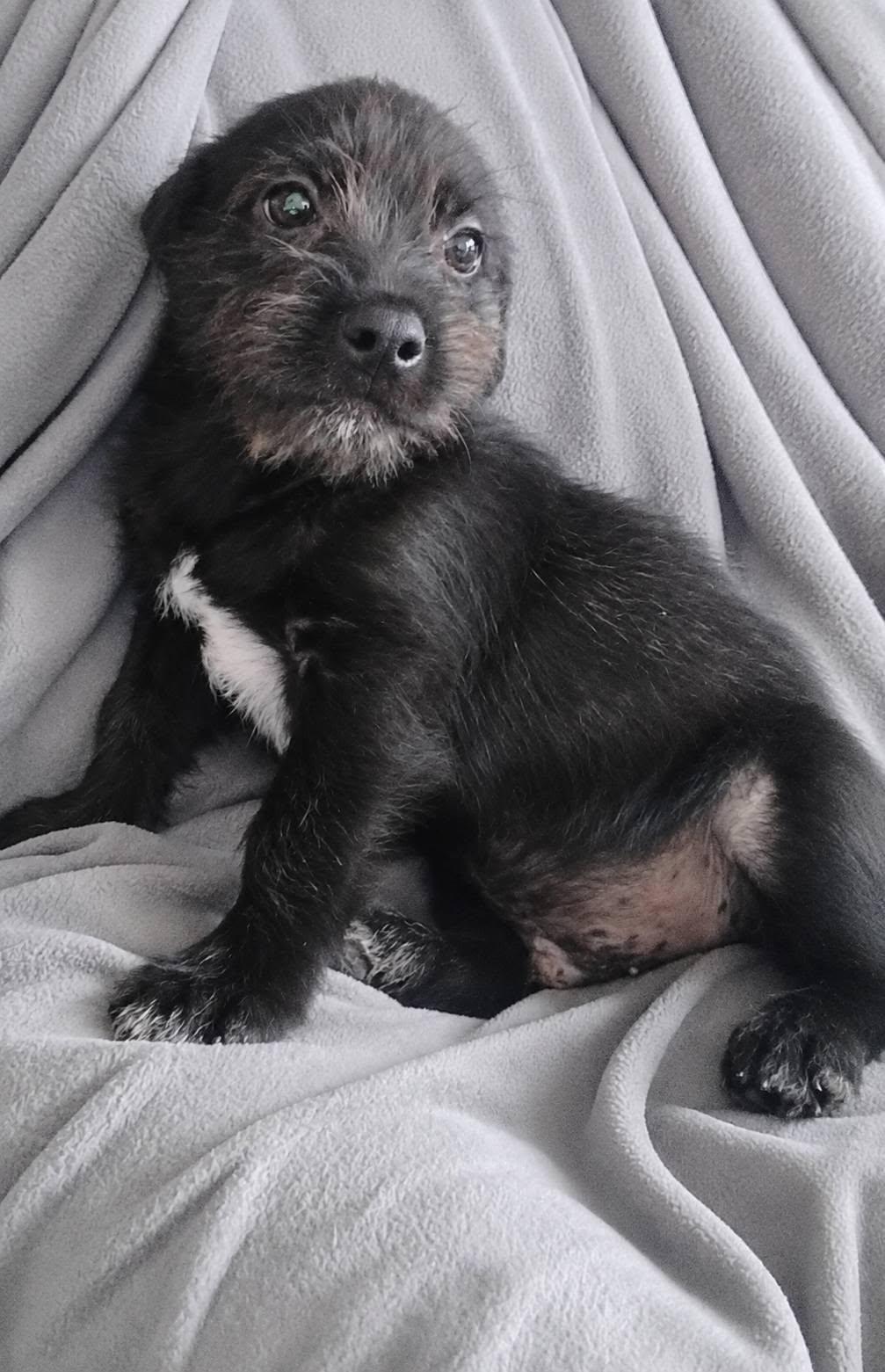 Enlarge Briggs, a Adopted mixed breed in Winter haven, FL image 2/4