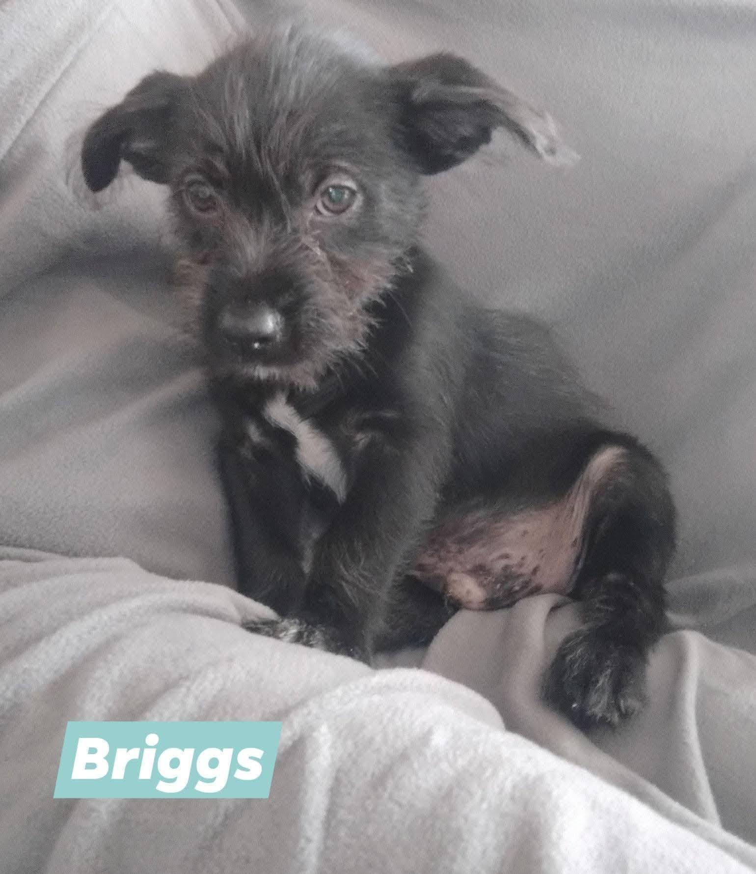Enlarge Briggs, a Adopted mixed breed in Winter haven, FL image 1/4