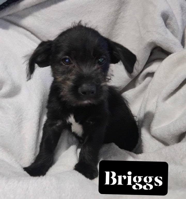 Enlarge Briggs, a Adopted mixed breed in Winter haven, FL image 4/4