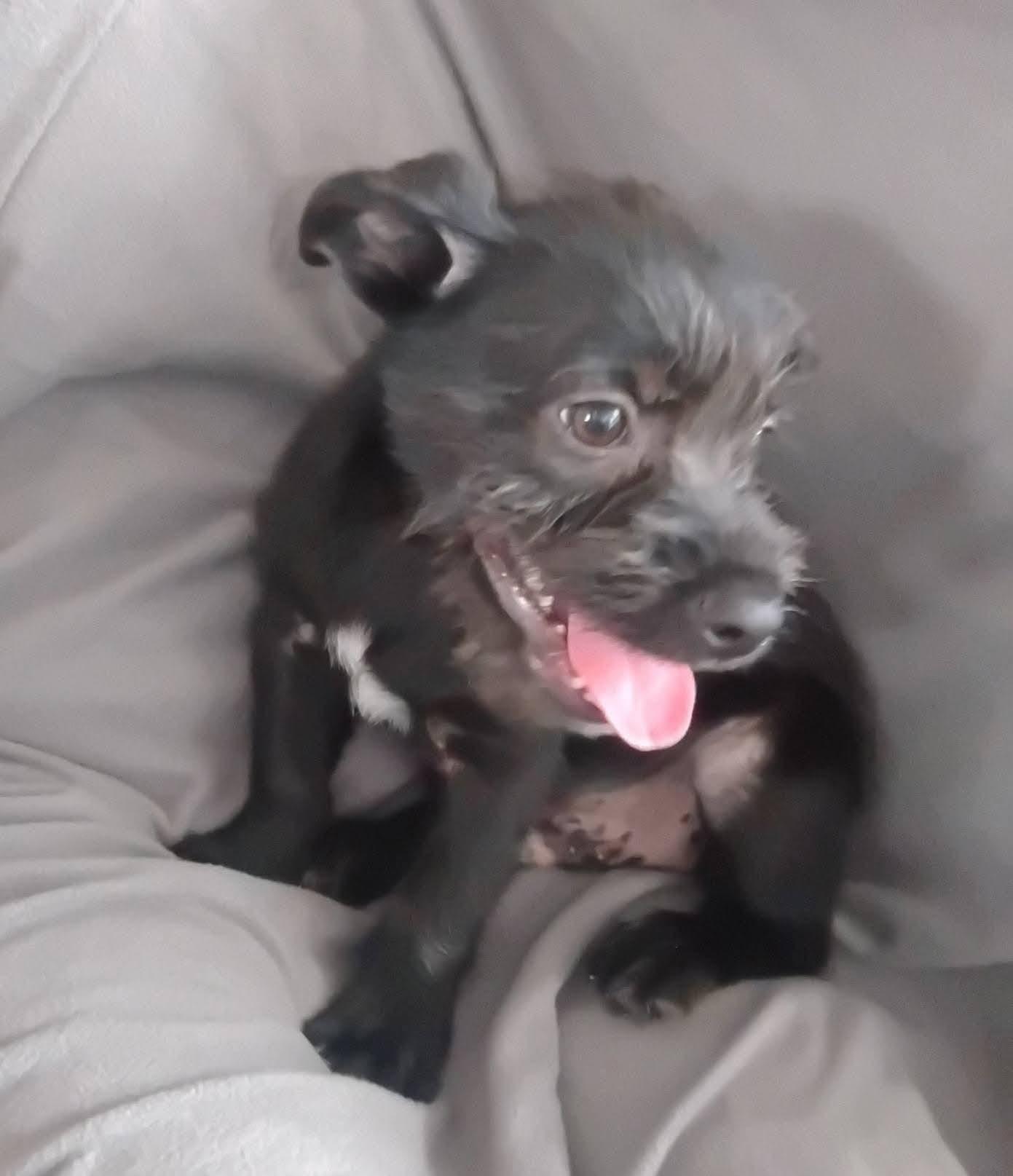 Enlarge Briggs, a Adopted mixed breed in Winter haven, FL image 3/4