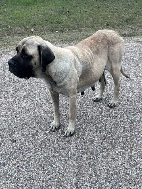 Enlarge Maisy, a Adoptable Mastiff in Edmond, OK image 1/1