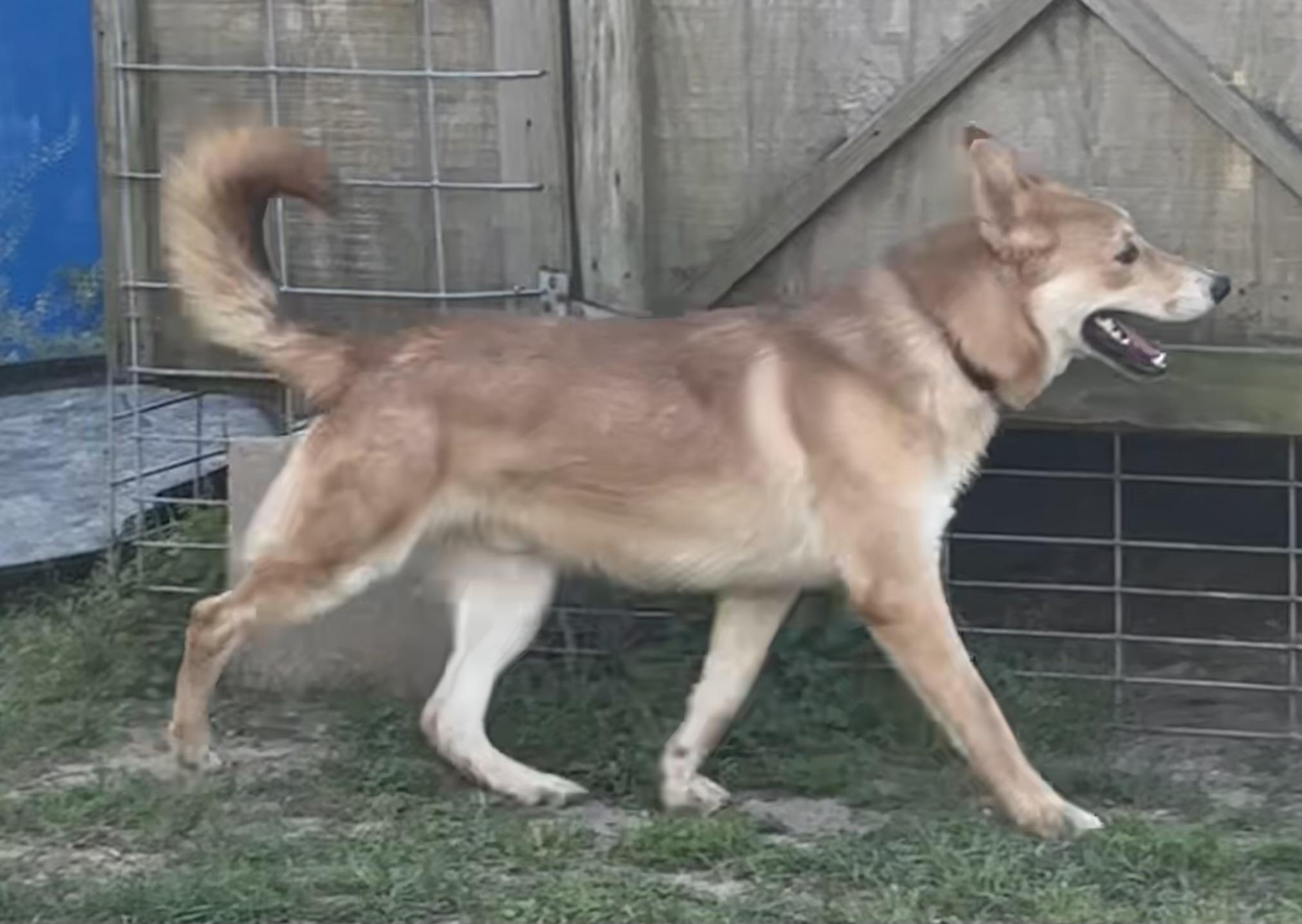 Enlarge Pluto, a Adoptable German Shepherd Dog in Coldspring, TX image 1/3
