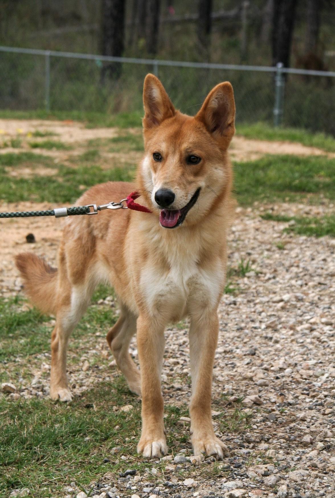 Enlarge Pluto, a Adoptable German Shepherd Dog in Coldspring, TX image 2/3