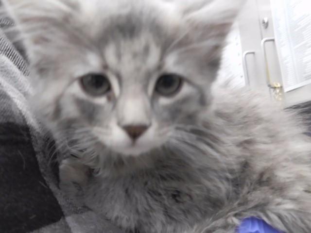 GHOST, Adoptable, Kitten Female Domestic Long Hair & Domestic Short Hair.