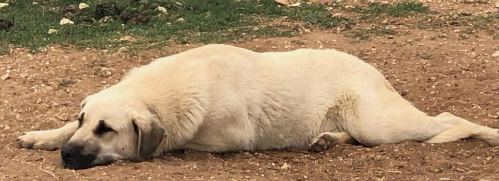 Elias, Adoptable, Adult Male Yellow Labrador Retriever.