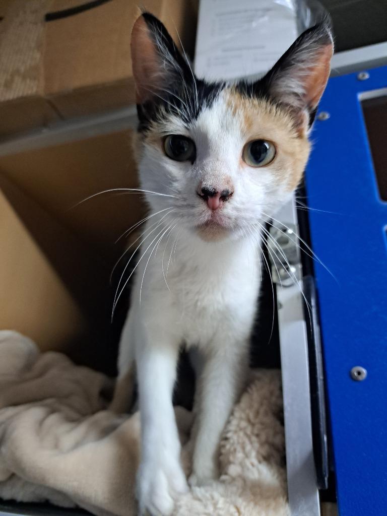 Lilly, a Adoptable Calico in Fayetteville, TN image 3/3