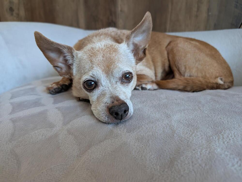 Gracie, Adoptable, Senior Female Chihuahua.