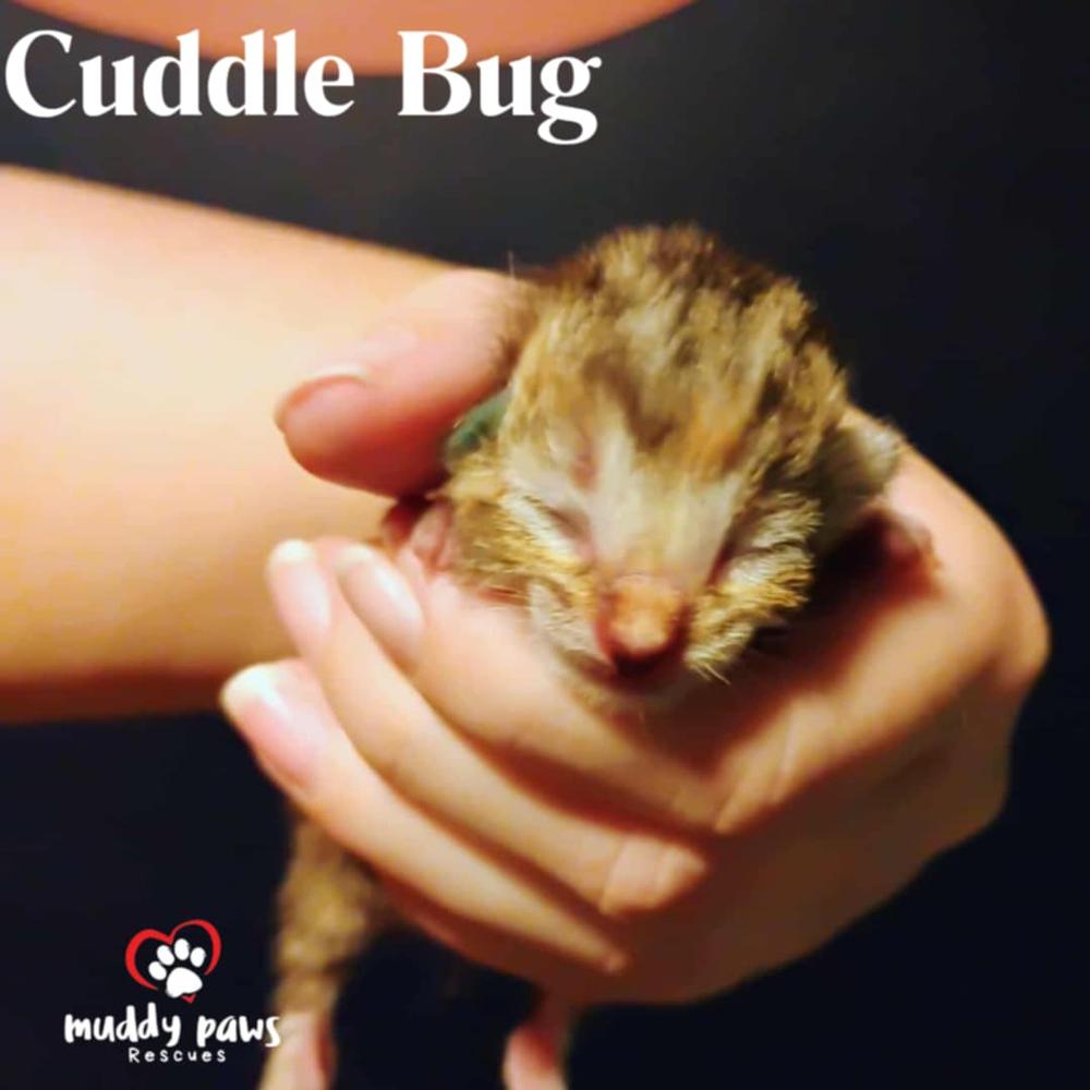 Buggies Litter: Cuddle Bug