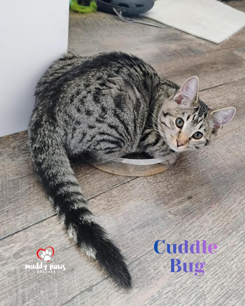 Buggies Litter: Cuddle Bug — thumbnail 2