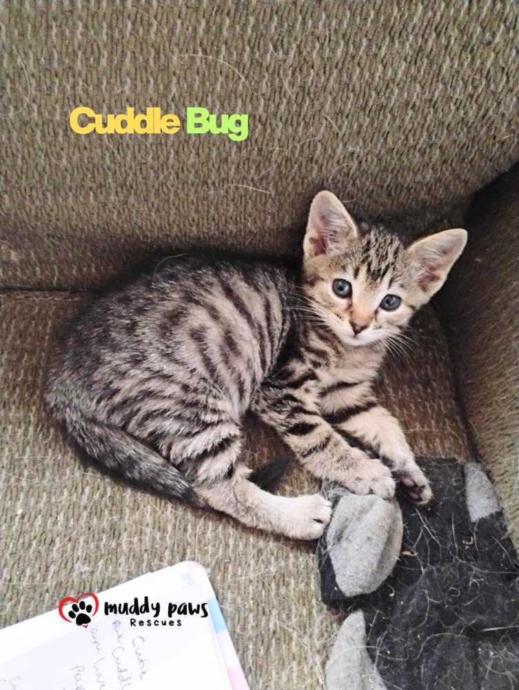 Buggies Litter: Cuddle Bug — thumbnail 3