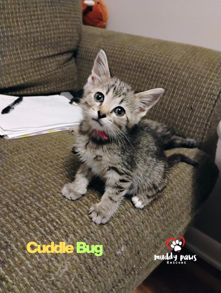 Buggies Litter: Cuddle Bug — thumbnail 4