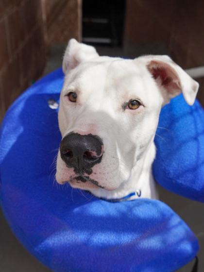 Blueberry **Courtesy Post. Out of town pet. See below for details**